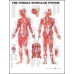 Anatomical Charts (various sizes)