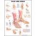 Anatomical Charts (various sizes)