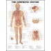 Anatomical Charts (various sizes)