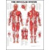 Anatomical Charts (various sizes)