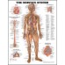 Anatomical Charts (various sizes)