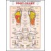 Anatomical Charts (various sizes)