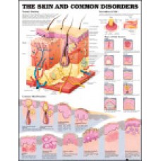 Anatomical Charts (various sizes)