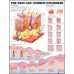 Anatomical Charts (various sizes)
