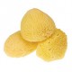 Sponges